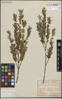 Foto von Salix purpurea L.
